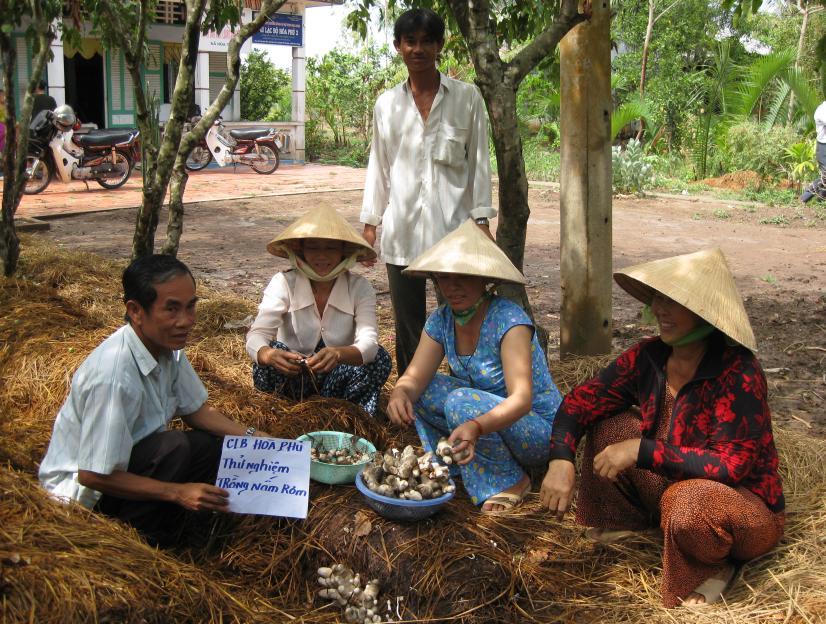 Hình 18: Thử nghiệm trồng nấm rơm Câu lạc bộ Hòa Phủ,