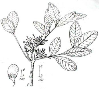 VÙ HƢƠNG Cinnamomum Balansae Lecomte 1913. Họ long não Lauraceae. Cây gỗ to thƣờng xanh, cao tới 30 m, đƣờng kính thân 0,7-0,9m. Cành nhẳn, màu hơi đen khi khô.