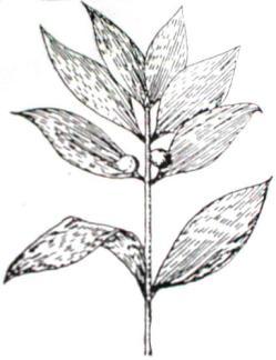 TUNG Tetrameles Nudiflora. Ñaêng, thung. Hoï Ñaêng Datiscaceae.