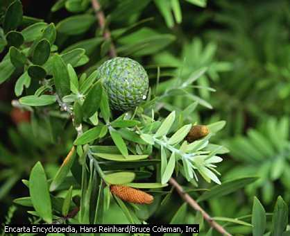 - Vài lớp thực vật đăc trƣng khác trong rừng - Lớp Ngọc lan (Magnolio Spida ) 75 họ 320 loài - Lớp Hành (Lilio Psida ) 15 họ 129 loài - Lớp Thông (Pinophyta ) 2 họ 4 loài - Lớp Dƣơng xỉ