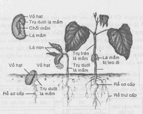Hình 5.2. Kiểu nảy mầm trên mặt đất của cây đậu tây 5.3.2. Sinh trưởng sơ cấp và sinh trưởng thứ cấp a) Sinh trưởng sơ cấp Sinh trưởng sơ cấp là hình thức sinh trưởng của mô phân sinh làm cho cây lớn và cao lên.