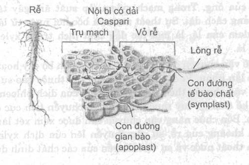 phân tử giữa các tế bào bên cạnh. Sự vận chuyển liên tục như vậy được gọi là con đường tế bào (Symplast).
