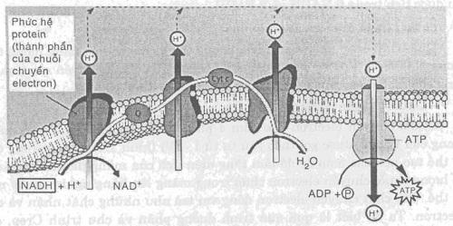 Hình 1.7. Các thành phần của chuỗi hô hấp được định vị trên màng trong của ty thể - Sự tổng hợp ATP.
