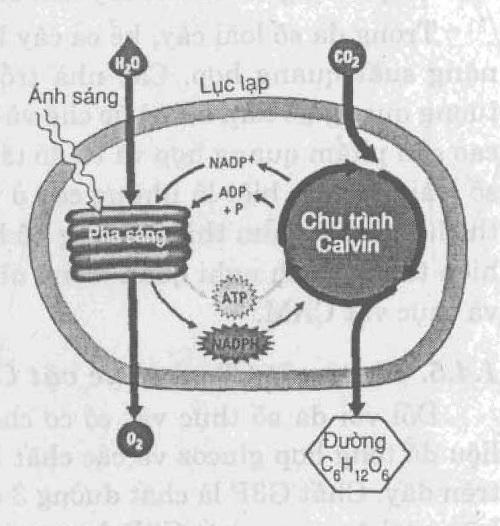 tốn 9 phân tử ATP và 6 phân tử NADPH cung cấp từ pha sáng do sự phối hợp của hai hộ quang hợp II và I, phối hợp giữa dòng chuyền electron không vòng và dòng chuyền electron vòng mà ta đã xem xét ở