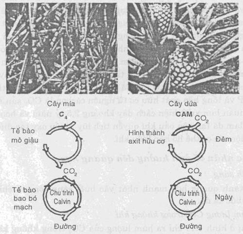 Hình 1.16. Quang hợp ở thực vật C4, cây mía và ở thực vật CAM, cây dứa 1.4.7. Tiến hóa của quang hợp Quang hợp xuất hiện rất sớm trong quá trình tiến hóa của cơ thể sống.