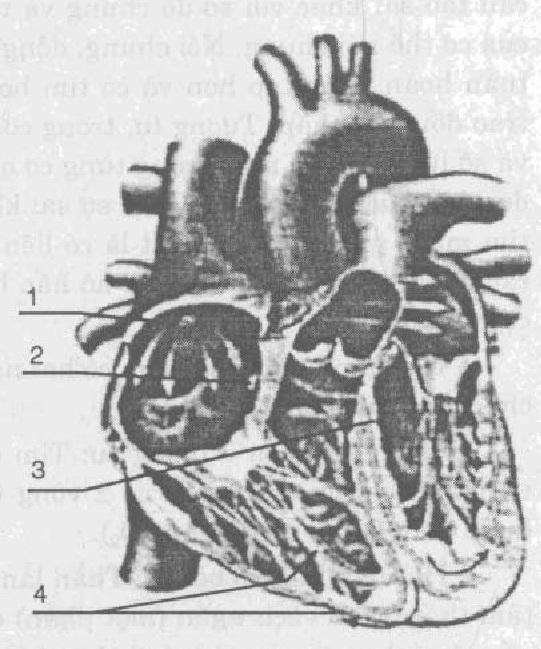 Hình 2.11. Hệ dẫn truyền của tim người - Tim hoạt động theo chu kỳ: Tim co giãn nhịp nhàng theo chu kỳ.
