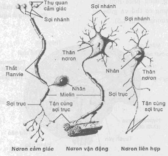 Hình 4.4. Các loại nơron Sợi nhánh dẫn truyền xung động từ các nơi về thân nơron, còn sợi trục dẫn truyền xung động từ thân nơron tới các nơi.