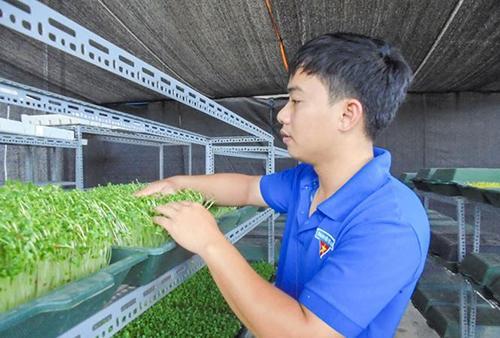 THÔNG TIN THỜI SỰ Cơ sở trồng rau mầm 5 không của anh Nguyễn Văn Tiến, Bí thư Đoàn phường Xương Giang, thành phố Bắc Giang (tỉnh Bắc Giang) đã mang về cho anh doanh thu hơn 1 tỷ đồng/năm.