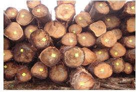 Phú Tài còn kinh doanh sản phẩm gỗ