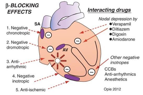 Hiệu quả tim mạch của chẹn thụ thể beta Các thuốc tương tác 1- Giảm tần số tim 2- Giảm dẫn truyền 3- Chống loạn nhịp Các