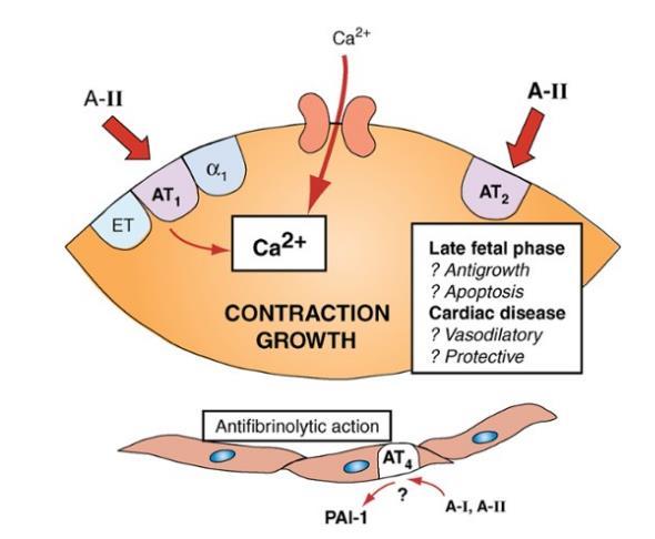 Các thụ thể dưới nhóm của Angiotensin II TL: Opi LH, Pfeffer