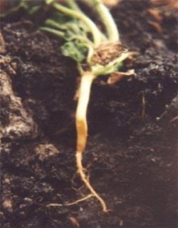 QUẢN LÝ BỆNH HẠI NHÓM BẦU BÍ Thối gốc (Rhizoctonia solani) Rễ bị thối nhũng, cây dễ