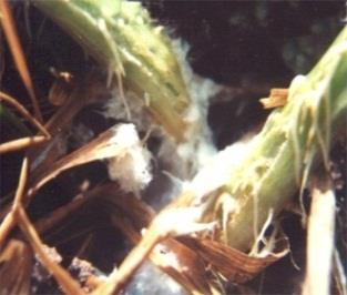 trên mặt đất. - Không dùng rơm rạ lúa bị bệnh đốm vằn tủ liếp trồng dưa.