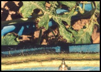 Nứt thân chảy nhựa (Mycosphaerella melonis) - Nấm phát triển thích hợp ở nhiệt độ 20-30 0 C, chết ở 55 0 C trong 10 phút, độ ph thích hợp 5,7-6,4 - Nấm tồn tại trong tàn dư cây bệnh, lây lan bằng bào