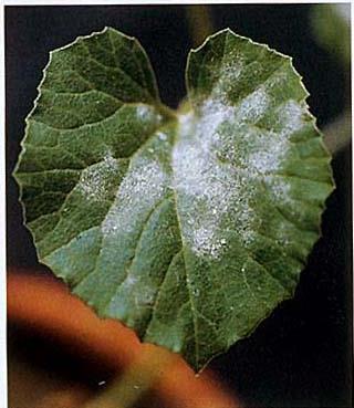 Ban đầu bệnh xuất hiện những đốm nhỏ xanh vàng, bao phủ một lớp nấm xám dày đặc như bột phấn sau đó bao phủ hết cả phiến lá.