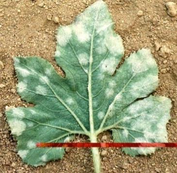 phát hiện bệnh. Hình 5: (A); (B); (C); (D) Triệu chứng bệnh phấn trắng trên dưa. Cháy lá giữa thân và hiện tượng khô đọt (Phytophthora sp.