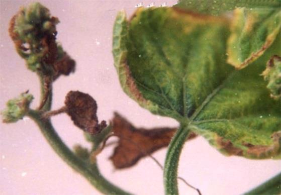 Héo thân lá (Didymelle sp.) Bào tử này mầm xâm nhập trực tiếp vào biểu bì hoặc khoảng trống giữa các tế bào. Thân cây bị nhiễm bệnh thông qua những thương tổn côn trùng gây hại hay vết thương cơ giới.