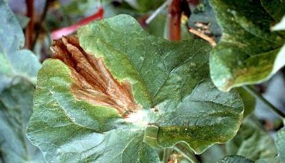 lá dưa hấu; (D) Bệnh gây hại trên lá dưa leo. Héo cây (Fusarium sp.