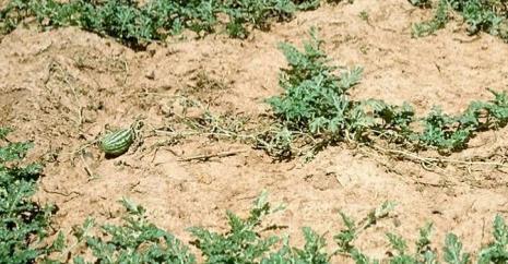 Thối trái non (Choanephora cucurbitarum) Bệnh gây thiệt hại nặng trong mùa mưa. Ruộng trồng dày, úng nước trong mùa mưa.