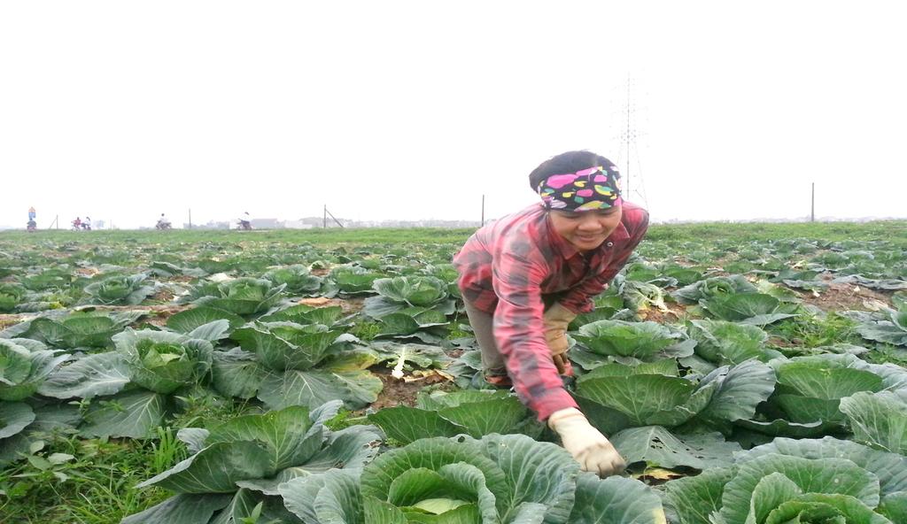 Chị Vũ Thị Phương đang thu hoạch rau bắp cải triệu đồng. Thấy mô hình thử nghiệm có hiệu quả, vụ xuân, chị tiếp tục thuê 5 sào ruộng để trồng bắp cải.