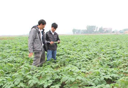 2 Cánh đồng sản xuất khoai tây tập trung tại thôn Đình Phú, xã Xuân Phú, huyện Yên Dũng thửa cho năm tiếp theo.