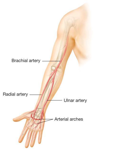 1. Giải phẫu hệ động mạch: Mạch máu cánh tay: