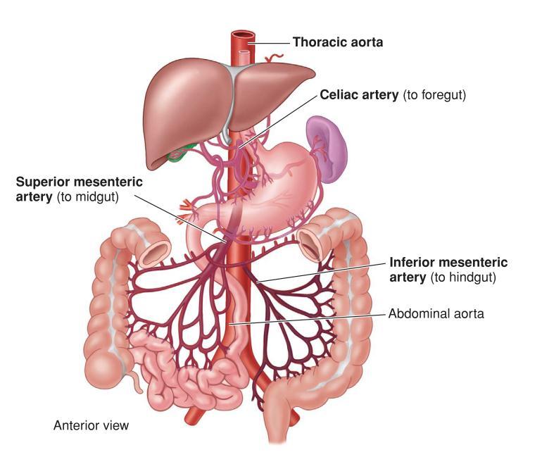 1. Giải phẫu hệ động mạch: Động mạch chủ bụng và các nhánh: động mạch thân tạng,