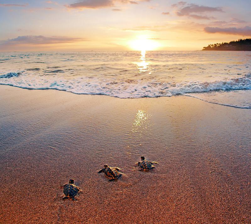 còn sót lại trên thế giới và giống rùa biển đặc trưng ở Indonesia. Bữa tối Quý khách ăn tối trên bãi biển.