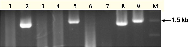 2 (Fermentas) và được biến nạp vào tế bào khả biến E. coli DH5α. Các khuẩn lạc mọc trên môi trường thạch LB bổ sung Ampicillin được chọn để sàng lọc plasmid tái tổ hợp mang cdna-nk1 bằng PCR (Hình 3).