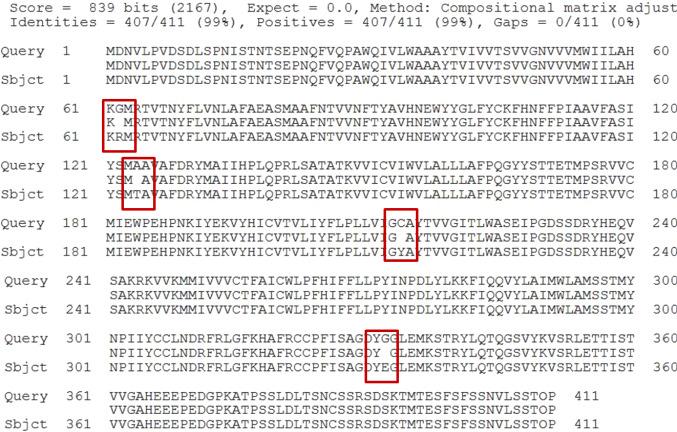 Sử dụng hai cặp mồi NK1 F/NK1 R 1 ; NK1 F 1 /NK1 R trong phản ứng PCR, chúng tôi phân lập hai đoạn NK1-5 và NK1-3 tương ứng với hai vùng 5 và 3 của NK1, sử dụng khuôn là cdna.