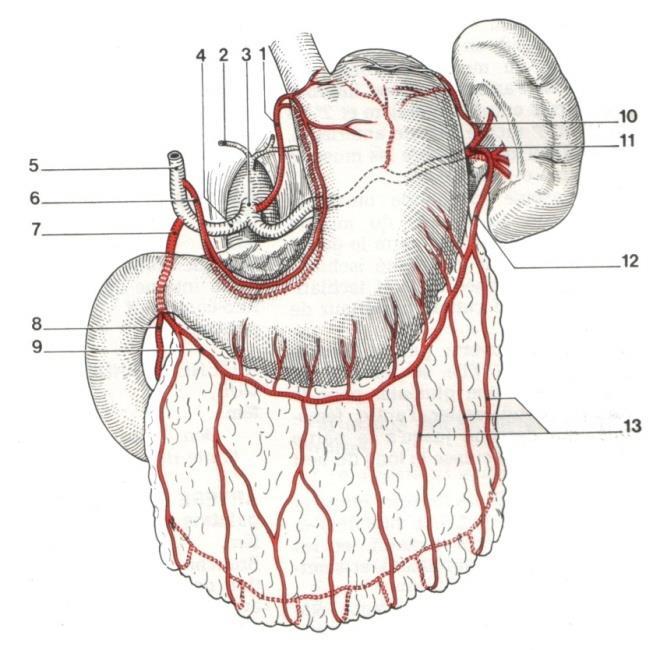 5 - Động mạch vùng đáy vị và tâm vị: + Các nhánh thực quản phát sinh từ động mạch vị trái đi ngược lên phân phối cho mặt trước và sau vùng tâm vị và đáy vị.