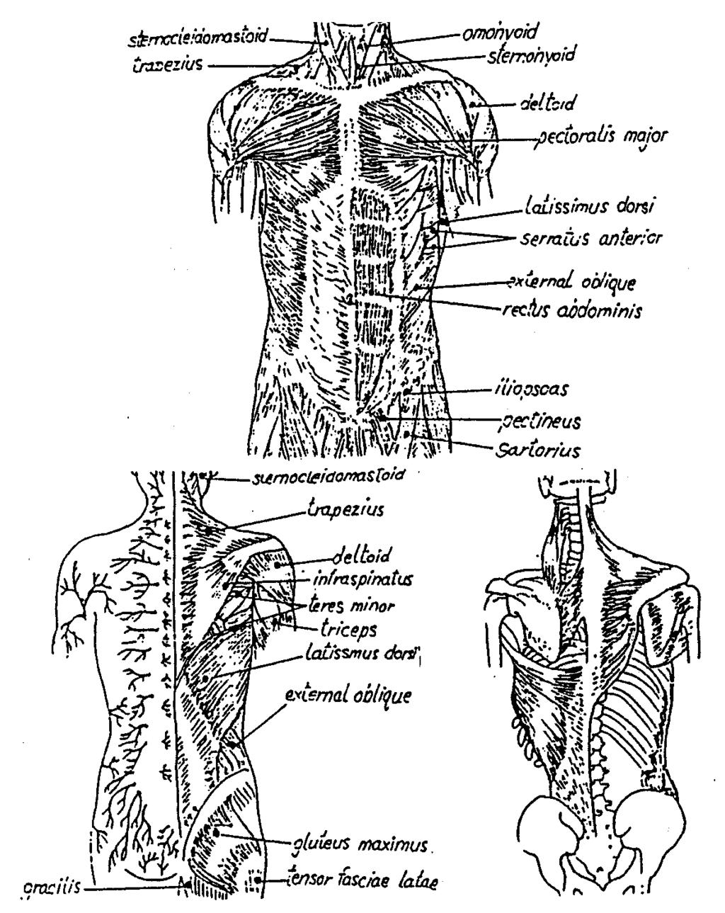 Ÿª Ë 8.20 ß ÿ Õ µõ å Õß π ÈÕ µ «( ª ß : Chusid JG. Correlative neuroanatomy and functional neurology, 17th edition. Singapore; Huntsmenn, 1979: 193.).