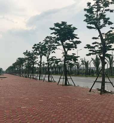 Theo đúng tinh thần chỉ đạo của đồng chí Nguyê n Đức Chung- Chủ tịch thành phố hà Nội trên suốt chiều dài gần 20km dọc tuyến đều có trồng cây xanh.