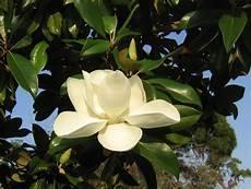 THÔNG ĐIỆP CỦA MỘT ĐÓA HOA Bạn chia sẻ xúc động Khi chợt thấy đóa hoa Một đóa hoa duy nhất Trên cây Magnolia Một đóa hoa vừa nở Nào có gì lạ đâu! Mà khiến tâm rung động Bao cảm xúc thâm sâu!