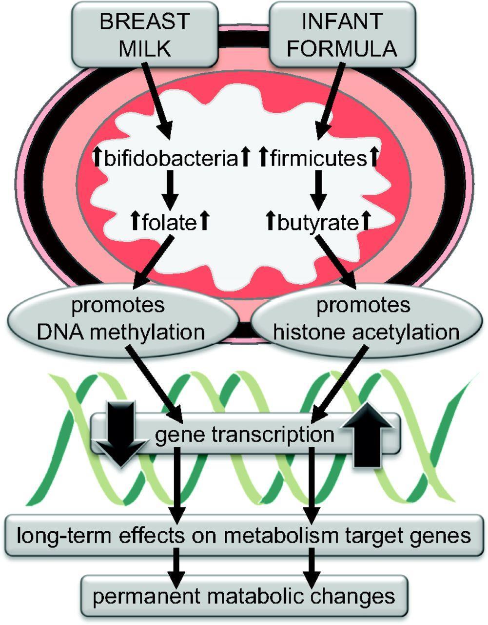 Epigenetics microbiota ruột và các rối loạn thần kinh tâm thần Obata Y, Furusawa Y, Hase K.