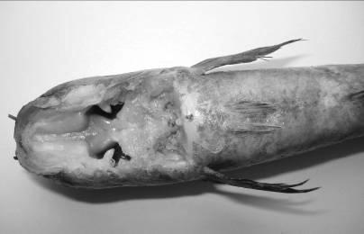 Đầu của cá trẳng (Channa longistomata sp. n.) a. Mặt lưng; b. Mặt bụng; c. Lưỡi và hàm dưới; d. Hộp sọ và hàm trên.