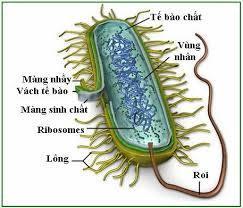 đƣợc xem là nhiễm sắc thể. Hình 1.1: Cấu trúc TB vi khuẩn Tế bào vi khuẩn thƣờng có các ADN nhỏ, độc lập đƣợc gọi là plasmid.