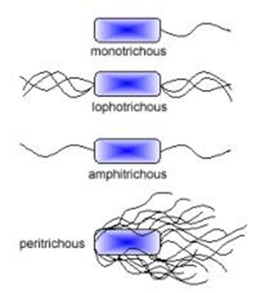 Roi của vi khuẩn chỉ đƣợc cấu tạo bởi một loại protein có tên là flagellin xếp theo đƣờng xoắn.
