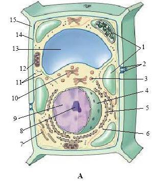 Vách của tế bào Gram âm nhƣ Escherichia coli gồm 3 lớp: màng tế bào trong cùng, peptidoglucan và lớp dày ngoài cùng với lipoprotein và lipopolysaccharid tạo phức hợp lipid polysaccharid.