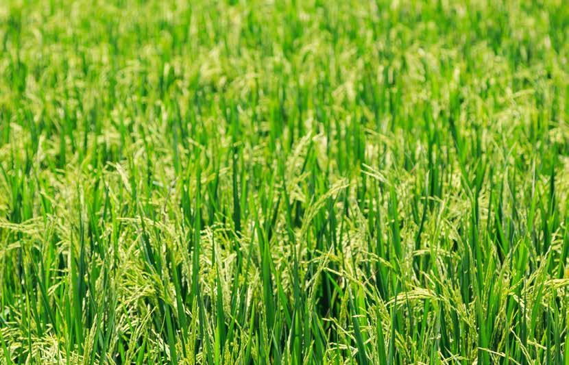 AGRIBANK - THƯƠNG HIỆU DẪN ĐẦU về tín dụng nông nghiệp nông thôn Agribank vinh dự tiếp Đoàn Đặc phái viên của Đảng Cộng sản và Nhà nước Cuba Ký kết mở tài khoản cho dự án KfW 8 và KfW10 Tái cơ cấu hệ