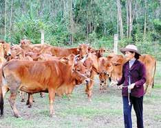 Tại Đà Nẵng, những hộ vay đầu tiên từ chương trình này bắt đầu phát huy hiệu quả. Con đường dẫn vào trang trại nuôi bò lai Sind tại xã Hòa Khương (huyện Hòa Vang) rợp màu xanh của cỏ mía và ngô.