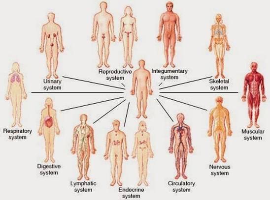 Các hệ thống chính của cơ thể con người (systems of human body) Dưới đây là các chức năng và âm nhạc hỗ trợ cho các hệ chức năng của cơ thể: 1/.