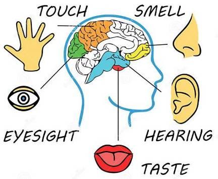 The Five (and More) Senses Live Science Hệ cảm giác (Sensory systems) bao gồm hệ thị giác, hệ thính