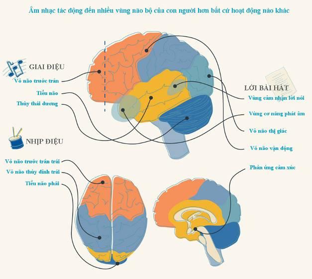 Sau khi âm nhạc được đưa vào trong tai chúng ta và đến não, phần vỏ não trước và phần thùy thái dương sẽ bị tác động, nhiều tế bào thần kinh khác cũng chịu tác động (giai điệu, cao độ của bài hát).