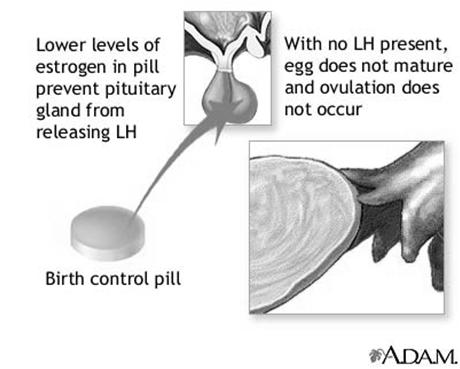 Thuốc ngừa thai Ức chế rụng trứng: nồng độ estrogen và progesteron điều hòa, mức