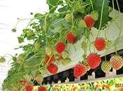 tăng nhiệt độ trong nhà, để có thể làm cho rau sinh trưởng thu hoạch được nhanh hơn trồng