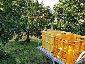 Nội dung công việc(cây ăn quả) Trái cây được sản xuất ở Nhật Bản, thì kể cả loại chủ yếu hiện nay là trên
