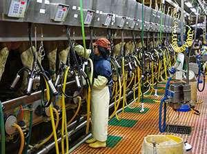 Nội dung công việc(nuôi bò sữa) Chăn nuôi động vật để phục vụ cho việc sản xuất lấy sữa và thịt thì được gọi là ngành chăn nuôi, trong đó, việc chăn nuôi bò, dê núi, sản xuất sữa và sản phẩm sữa