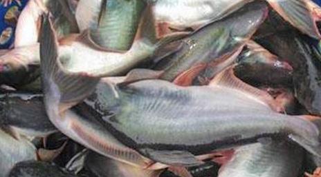 THỊ TRƯỜNG TRONG NƯỚC Giá cá tra nguyên liệu tại tỉnh An Giang tuần đầu tháng 10/2021 ổn định sau khi tăng trong Mặt hàng nửa cuối tháng 9/2021; giá tôm nguyên liệu tại tỉnh Cà Mau tiếp tục tăng.