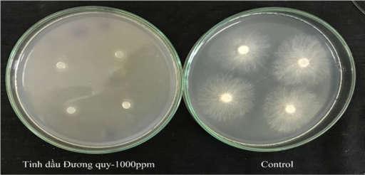 KHOA HỌC CÔNG NGHỆ P-ISSN 1859-3585 E-ISSN 2615-9619 Trong đó: D c : Đường kính tản nấm trên đĩa petri đối chứng; 4: Đường kính khoanh agar-nấm, mm; D t : Đường kính tản nấm trên đĩa petri